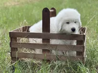 Echo, a male Great Pyrenees for sale in Waxahachie, TX – 6 of 9