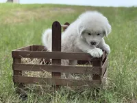 Bravo, a male Great Pyrenees for sale in Waxahachie, TX – 4 of 10