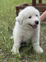 Kilo, a male Great Pyrenees for sale in Waxahachie, TX – 5 of 10