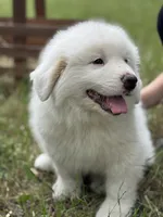 Alpha, a male Great Pyrenees for sale in Waxahachie, TX – 8 of 9