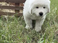 Echo, a male Great Pyrenees for sale in Waxahachie, TX – 7 of 9