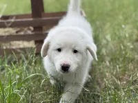 Delta, a female Great Pyrenees for sale in Waxahachie, TX – 4 of 8