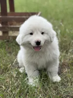 Mike, a male Great Pyrenees for sale in Waxahachie, TX – 2 of 9