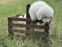 Alpha, a male Great Pyrenees for sale in Waxahachie, TX – 4 of 9