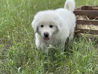 Kilo, a male Great Pyrenees for sale in Waxahachie, TX – 4 of 10