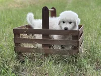 Bravo, a male Great Pyrenees for sale in Waxahachie, TX – 3 of 10