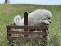 Bravo, a male Great Pyrenees for sale in Waxahachie, TX – 10 of 10