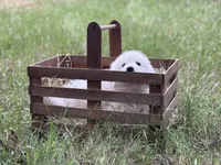 Kilo, a male Great Pyrenees for sale in Waxahachie, TX – 7 of 10