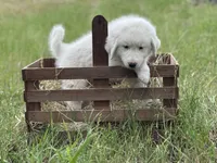 Delta, a female Great Pyrenees for sale in Waxahachie, TX – 5 of 8