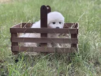 Tango, a male Great Pyrenees for sale in Waxahachie, TX – 4 of 9