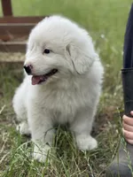 Mike, a male Great Pyrenees for sale in Waxahachie, TX – 7 of 9