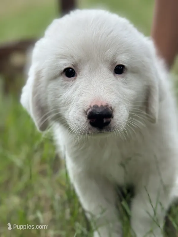 Delta – Great Pyrenees puppy for sale in Waxahachie, TX