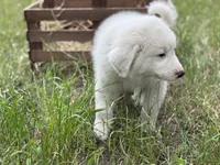 Delta, a female Great Pyrenees for sale in Waxahachie, TX – 8 of 8