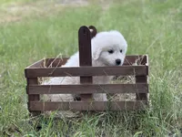 Tango, a male Great Pyrenees for sale in Waxahachie, TX – 9 of 9