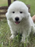 Echo, a male Great Pyrenees for sale in Waxahachie, TX – 2 of 9