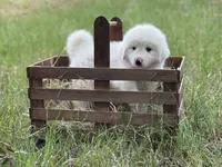 Charlie, a male Great Pyrenees for sale in Waxahachie, TX – 8 of 9