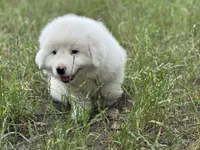 Mike, a male Great Pyrenees for sale in Waxahachie, TX – 9 of 9