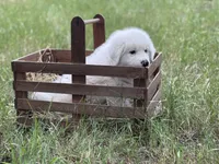 Kilo, a male Great Pyrenees for sale in Waxahachie, TX – 8 of 10