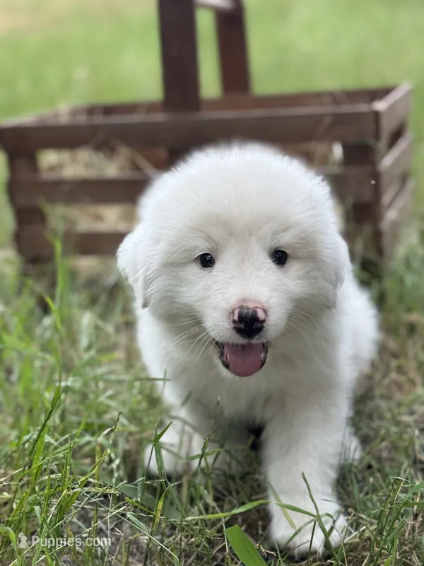 Charlie – Great Pyrenees puppy for sale in Waxahachie, TX