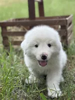 Charlie, a male Great Pyrenees for sale in Waxahachie, TX – 1 of 9