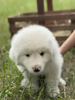 Charlie, a male Great Pyrenees for sale in Waxahachie, TX – 7 of 9