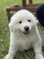 Kilo, a male Great Pyrenees for sale in Waxahachie, TX – 10 of 10
