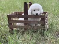 Alpha, a male Great Pyrenees for sale in Waxahachie, TX – 9 of 9