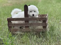 Mike, a male Great Pyrenees for sale in Waxahachie, TX – 1 of 9