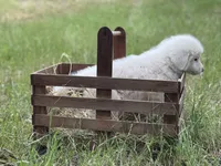 Charlie, a male Great Pyrenees for sale in Waxahachie, TX – 9 of 9