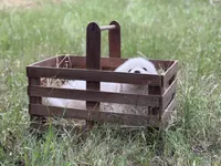 Kilo, a male Great Pyrenees for sale in Waxahachie, TX – 6 of 10