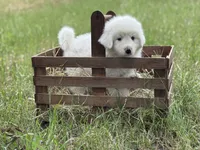 Charlie, a male Great Pyrenees for sale in Waxahachie, TX – 6 of 9