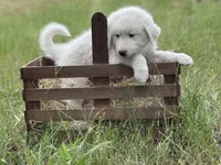 Delta, a female Great Pyrenees for sale in Waxahachie, TX – 2 of 8