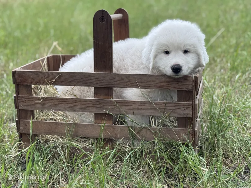 Echo – Great Pyrenees puppy for sale in Waxahachie, TX