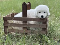 Echo, a male Great Pyrenees for sale in Waxahachie, TX – 1 of 9