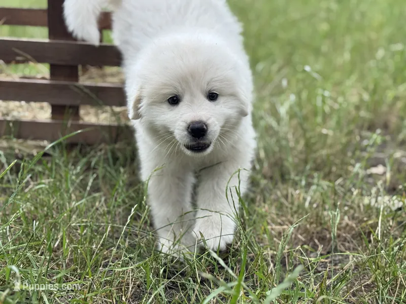 Tango – Great Pyrenees puppy for sale in Waxahachie, TX