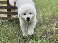 Tango, a male Great Pyrenees for sale in Waxahachie, TX – 1 of 9