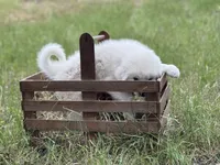 Bravo, a male Great Pyrenees for sale in Waxahachie, TX – 8 of 10