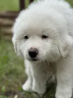 Alpha, a male Great Pyrenees for sale in Waxahachie, TX – 6 of 9