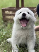 Bravo, a male Great Pyrenees for sale in Waxahachie, TX – 2 of 10