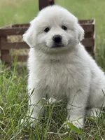Tango, a male Great Pyrenees for sale in Waxahachie, TX – 3 of 9