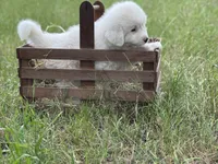 Mike, a male Great Pyrenees for sale in Waxahachie, TX – 4 of 9