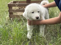 Delta, a female Great Pyrenees for sale in Waxahachie, TX – 7 of 8