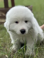 Echo, a male Great Pyrenees for sale in Waxahachie, TX – 9 of 9