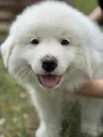 Alpha, a male Great Pyrenees for sale in Waxahachie, TX – 2 of 9