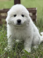 Tango, a male Great Pyrenees for sale in Waxahachie, TX – 5 of 9