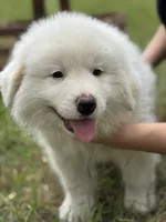 Alpha, a male Great Pyrenees for sale in Waxahachie, TX – 5 of 9