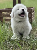 Charlie, a male Great Pyrenees for sale in Waxahachie, TX – 3 of 9