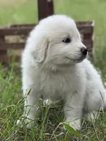 Tango, a male Great Pyrenees for sale in Waxahachie, TX – 7 of 9