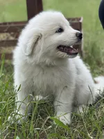 Tango, a male Great Pyrenees for sale in Waxahachie, TX – 8 of 9