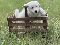 Delta, a female Great Pyrenees for sale in Waxahachie, TX – 3 of 8